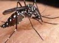 Dengue komt steeds vaker voor